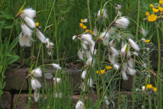 Eriophorum latifoliumBreed wollegras bestellen